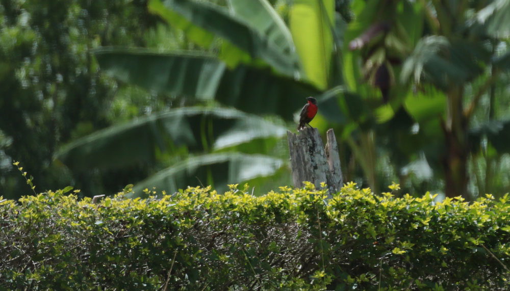 Red-breatsed Blackbird